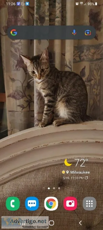I have a Bengal kitten at 6 months old and I want to see if I ca