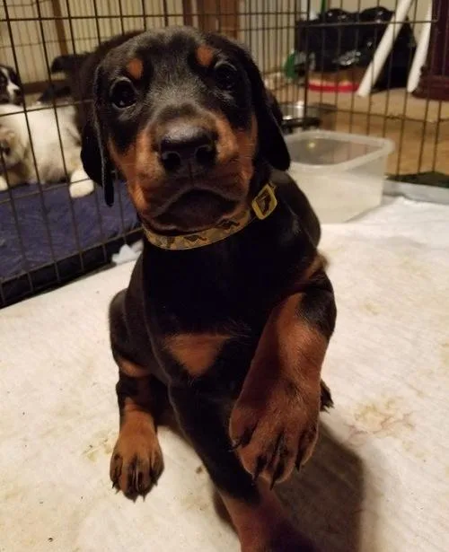 Doberman Pinscher Puppies For Sale