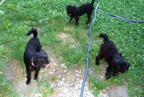 Mnnh Affenpinscher Puppies For Sale Now