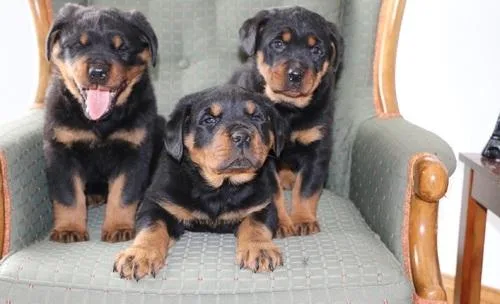 Rottweiler Puppies For Sale