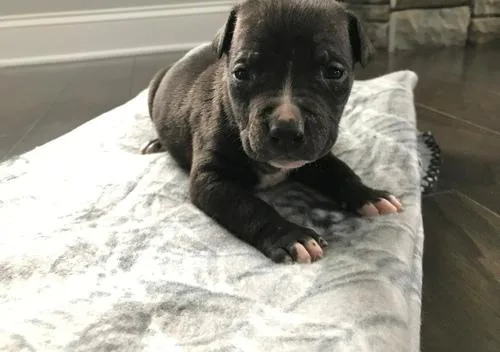 Staffordshire Bull Terrier Puppies For Sale