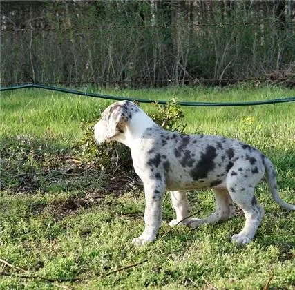 Great Dane puppy&rsquos