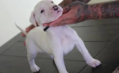 Dogo Argentino Puppies For Sale