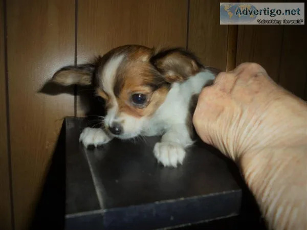 calito puppy need rehoming