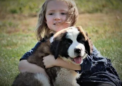 Well Socialized Saint Bernard puppies ready to go now.