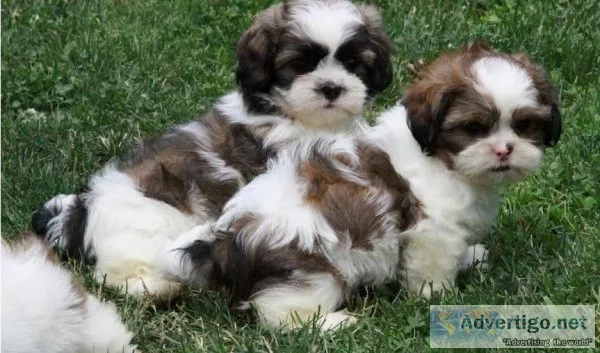 Adorable Shih Tzu puppies available