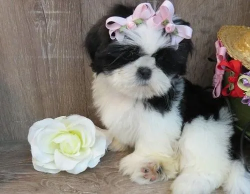 Shih Tzu Puppies For Sale
