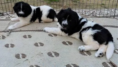 Newfoundland Puppies For Sale
