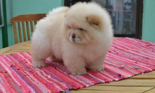 Chow Chow Puppies For Sale