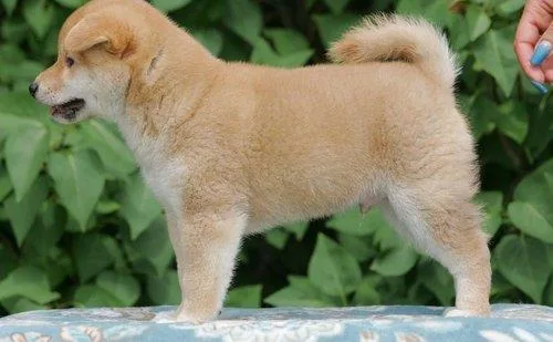 Potty Trained Shiba Inu Puppies.