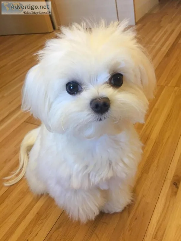 BEAUTIFUL MALE AND FEMALE MALTESE PUPPIES (732) 844-9967