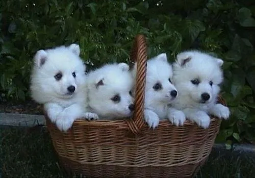 Japanese Spitz Puppies For Sale