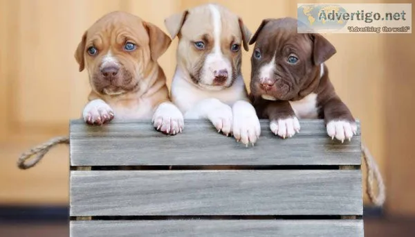 Buy your puppy