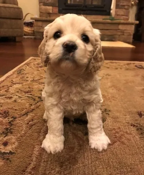 Cockapoo Puppies For Sale
