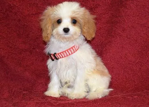 Cavapoo Puppies For Sale