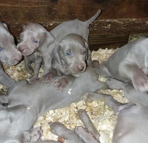 Weimaraner Puppies For Sale
