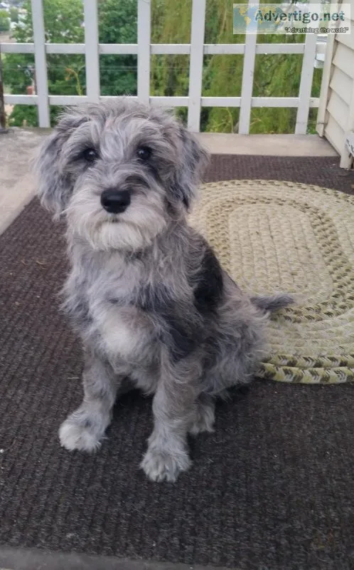 SHERMAN the SCHNOODLE