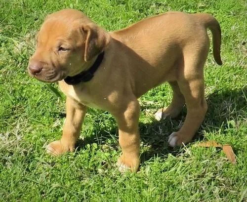 Rhodesian Ridgeback Puppies For Sale