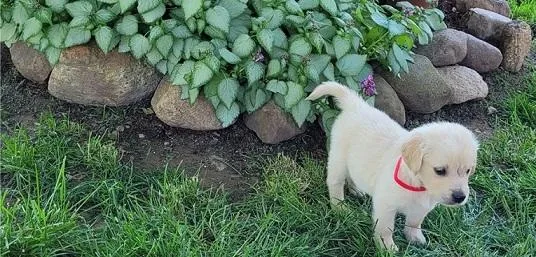 Golden Retriever Puppies