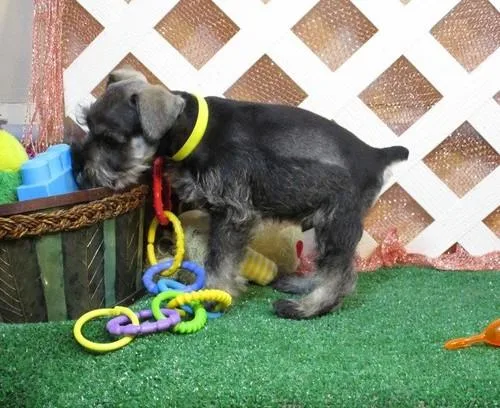 Miniature Schnauzer Puppies For Sale