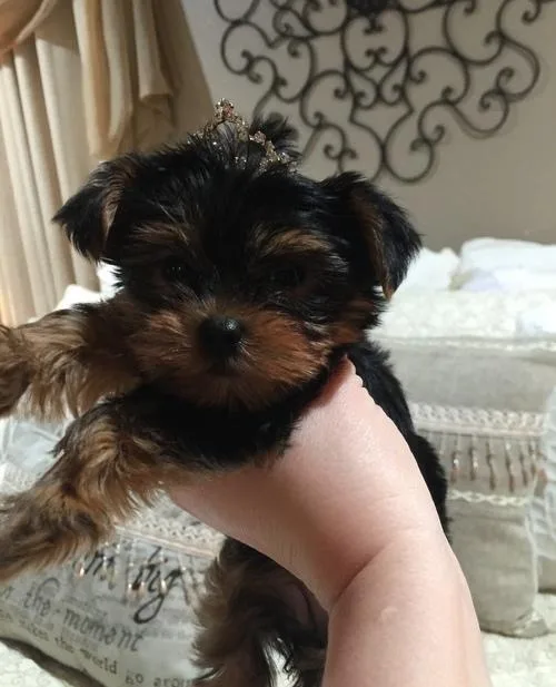 Yorkshire Terrier Puppies For Sale