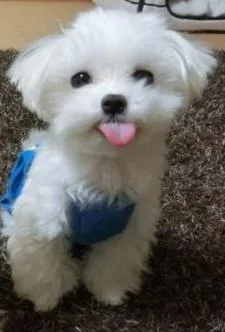 JK MALTESE BABIES AVAILABLE RIGHT NOW(732) 844-9967