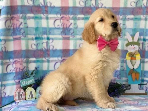 Beautiful Golden Retriever puppies for sale.