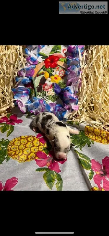 Blue Merle corgis