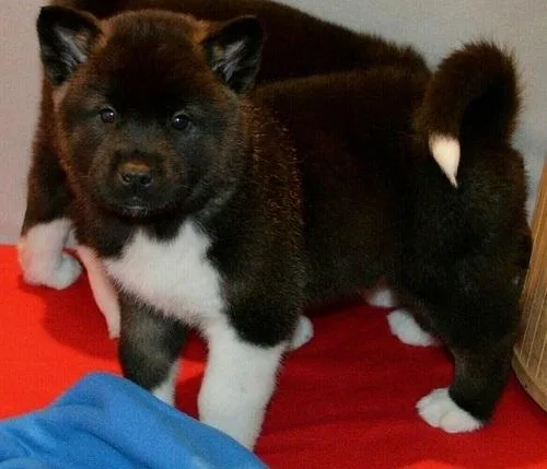 AKC Akita puppies for sale