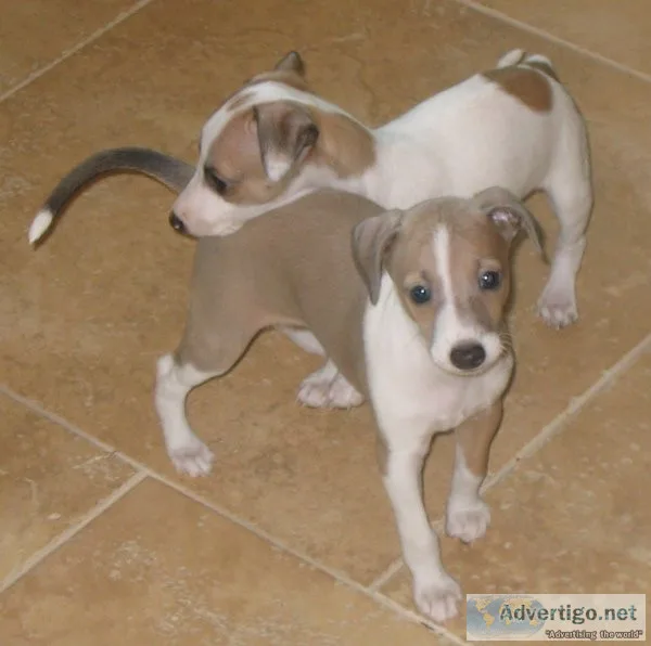 Home raised Greyhound puppies available