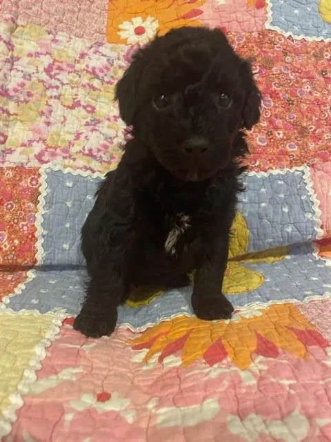 F1B mini Aussiedoodles