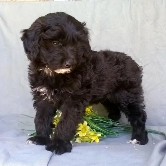 Aussie Doodle puppies available now