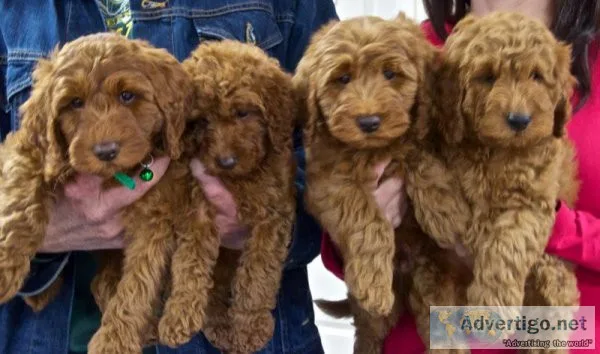 Lovely Labradoodle Puppies For Sale.