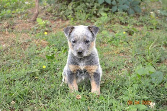 Blue Heeler Puppies