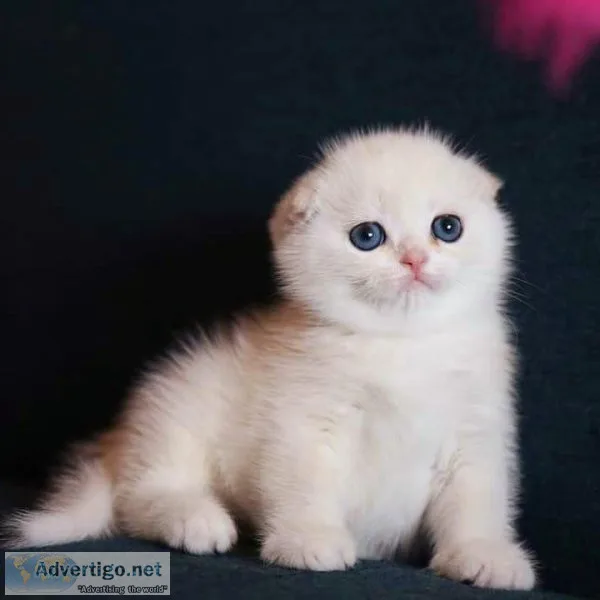 munchkin cat for sale