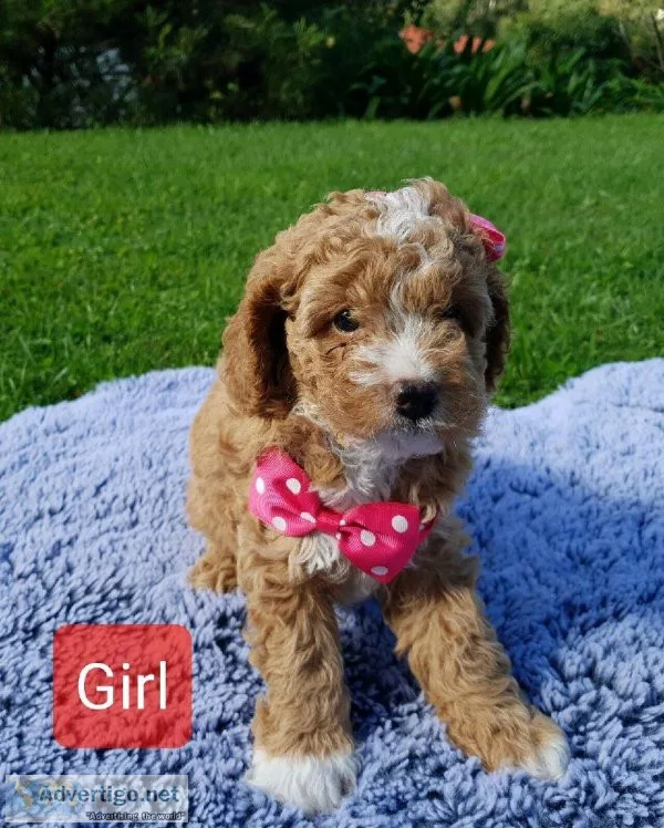 Stunning Cavapoo puppies available