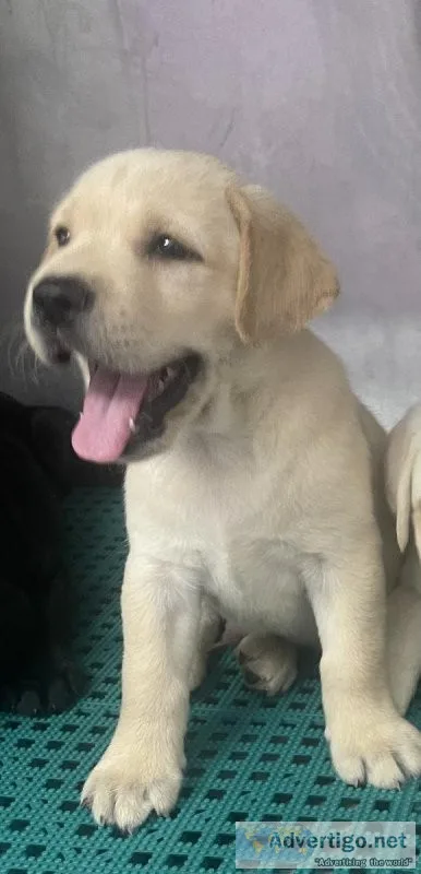 Akc Labs