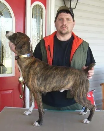 Well Socialized Mountain Cur Puppies For Sale