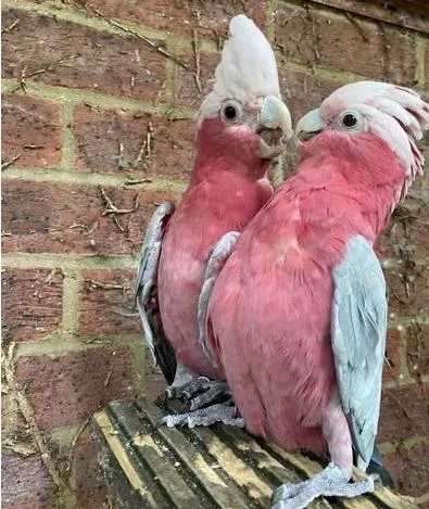 Galah Cockatoo Proven pair