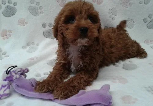 Beautiful Cavapoo Puppies.