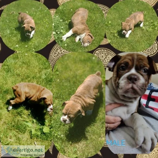 Red olde English Bulldog puppy