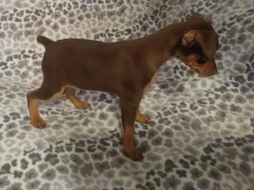 Excellent Miniature Pinscher Puppies