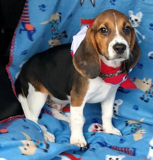 Home Raised Beagle Puppies