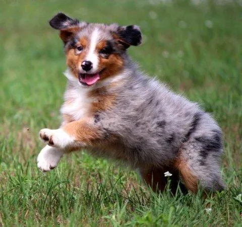 4 Australian Shepherds puppies