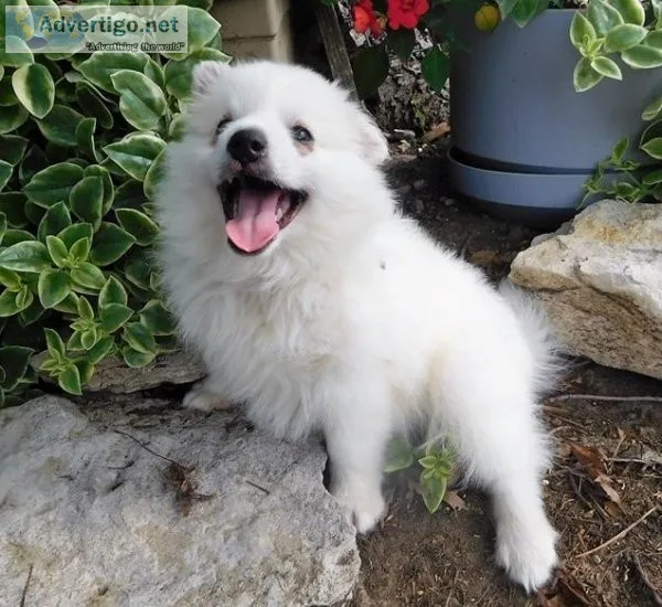 Friendly American Eskimo Dog Puppies.