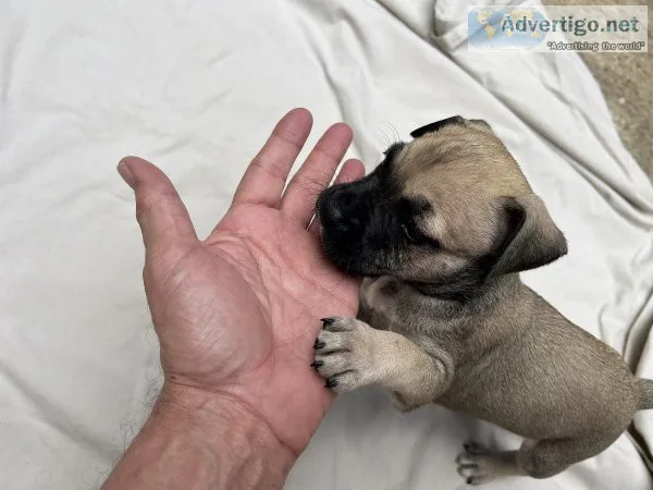 ULTIMATE PROTECTORS - ENGLISH MASTADOR PUPPIES
