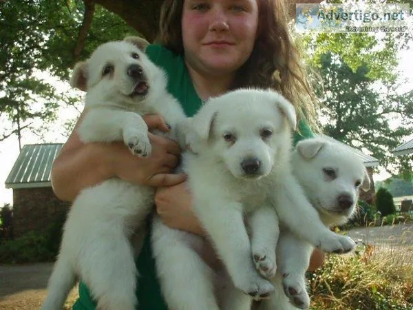 AKC Registered German Shepherd Puppies for sale.
