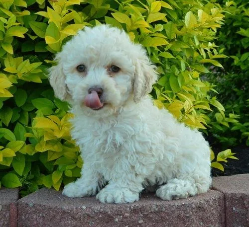 Top Healthy Cockapoo Puppies