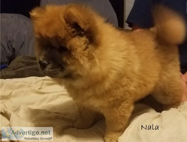 AKC Chow Chow Puppies