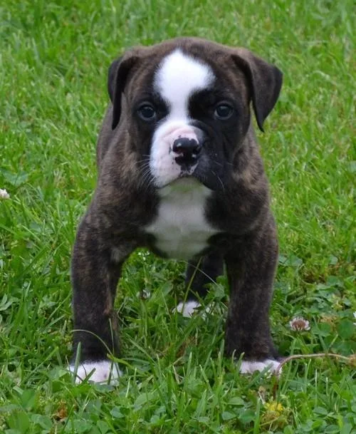 Well socialized American Bulldog Puppies.